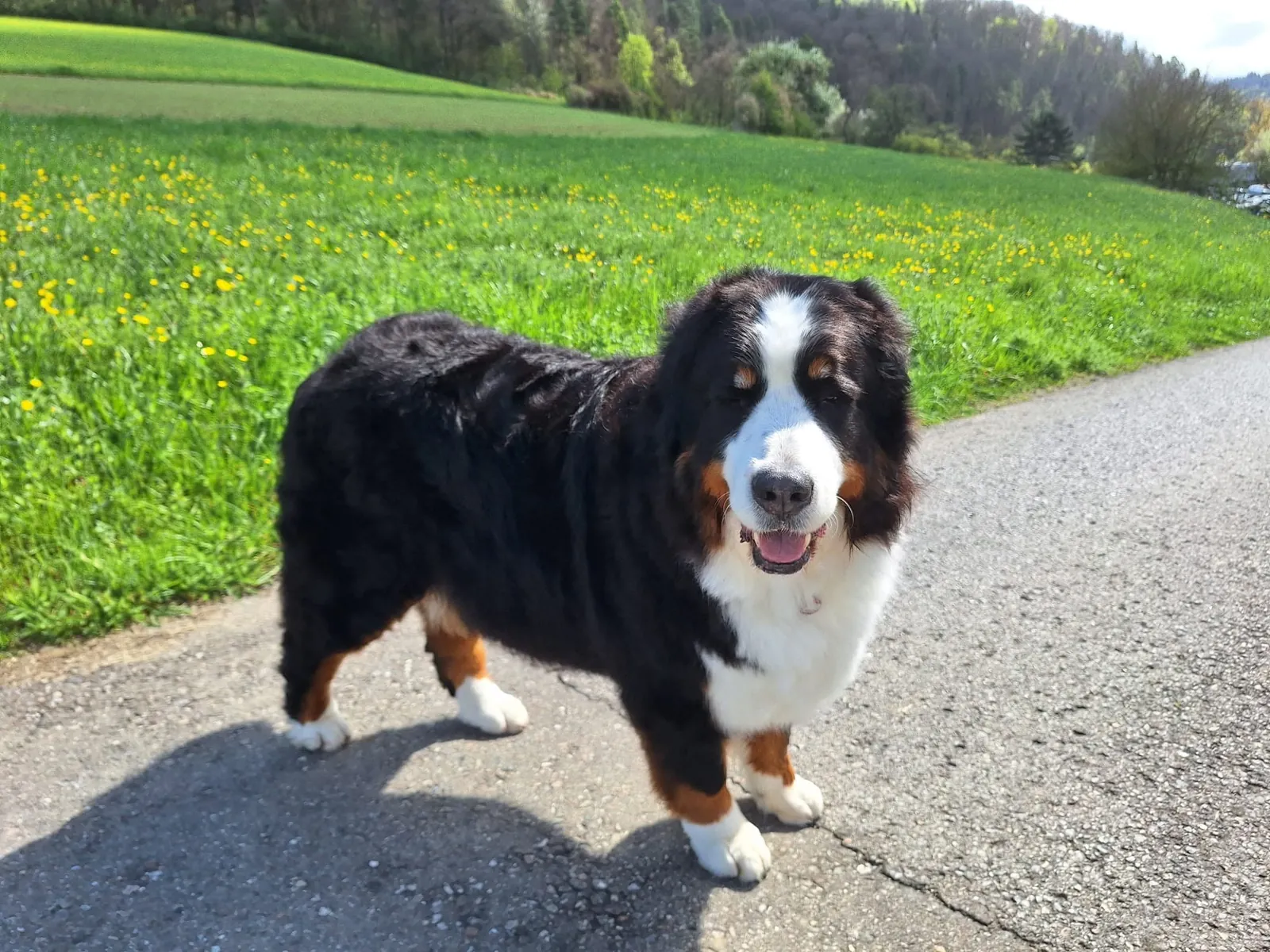 Berner Sennenhund an einer Blumenwiese im Nordschwarzwald