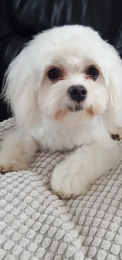 Malteser nach der Fellpflege im Hundesalon Rohrdorf