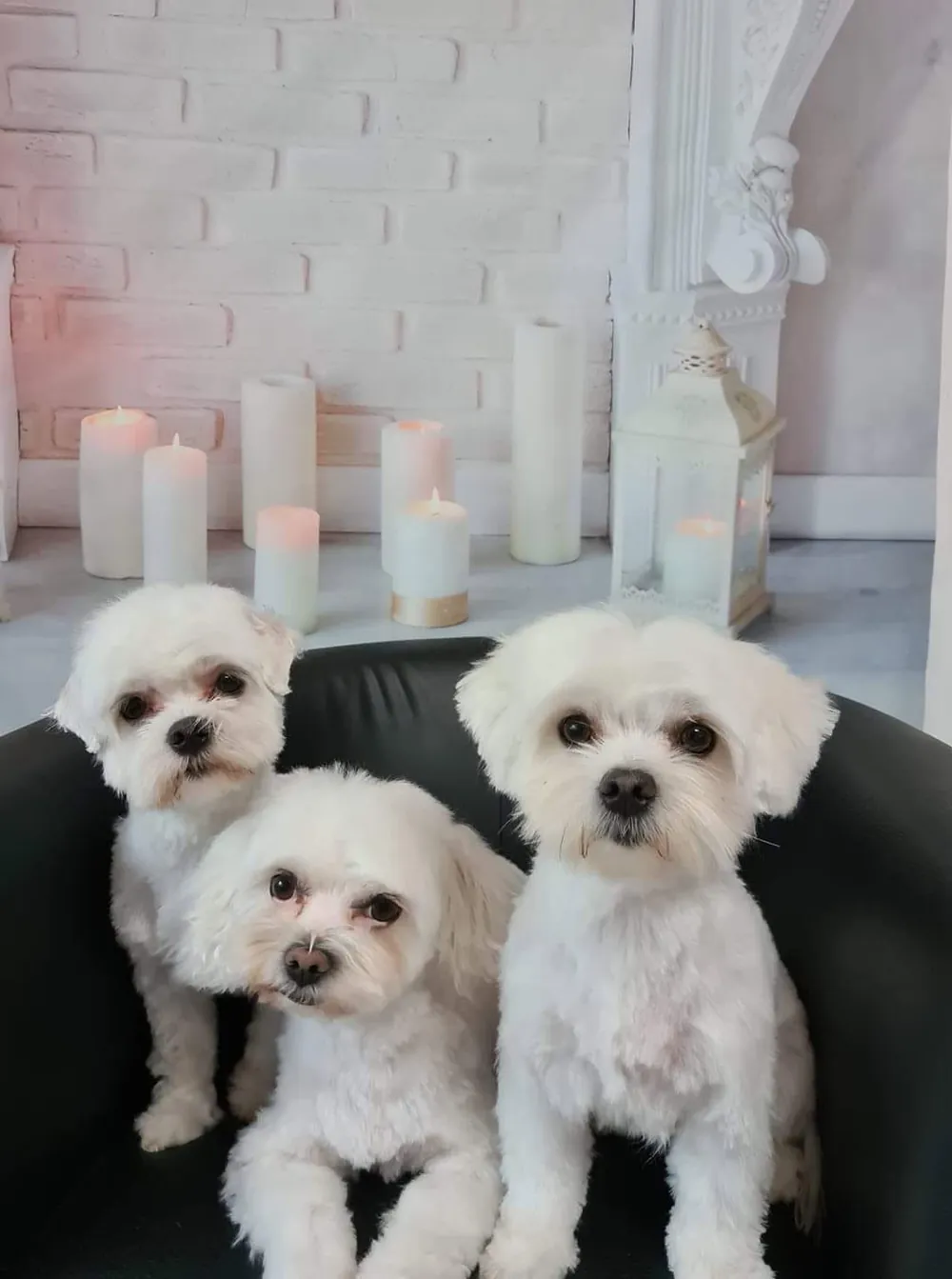 Drei frisch gepflegte weiße Malteser im Hundesalon in Rohrdorf bei Nagold