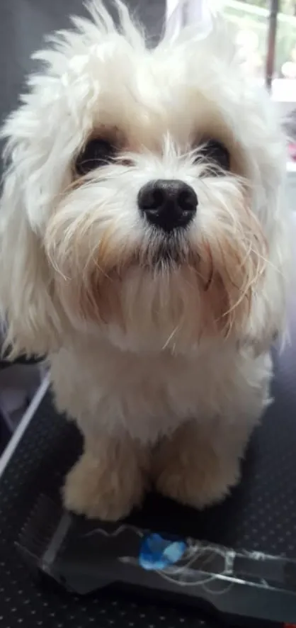 Malteser vor der Fellpflege im Hundesalon Rohrdorf