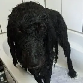 Großpudel beim Baden im Hundesalon