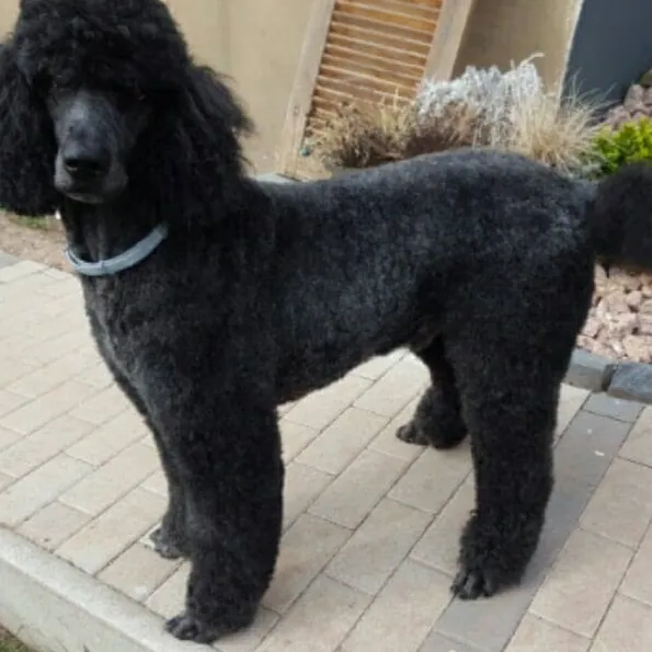 Großpudel nach dem Schneiden beim Hundefriseur in Rohrdorf