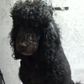 Großpudel vor dem Hundefriseur-Termin mit langem, verfilztem Fell