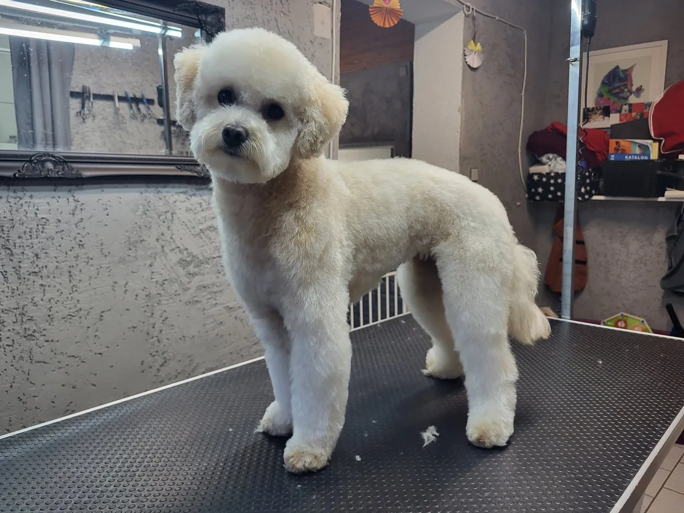 Pudelmix nach der Fellpflege auf dem Pflegetisch in Alessias Hundesalon