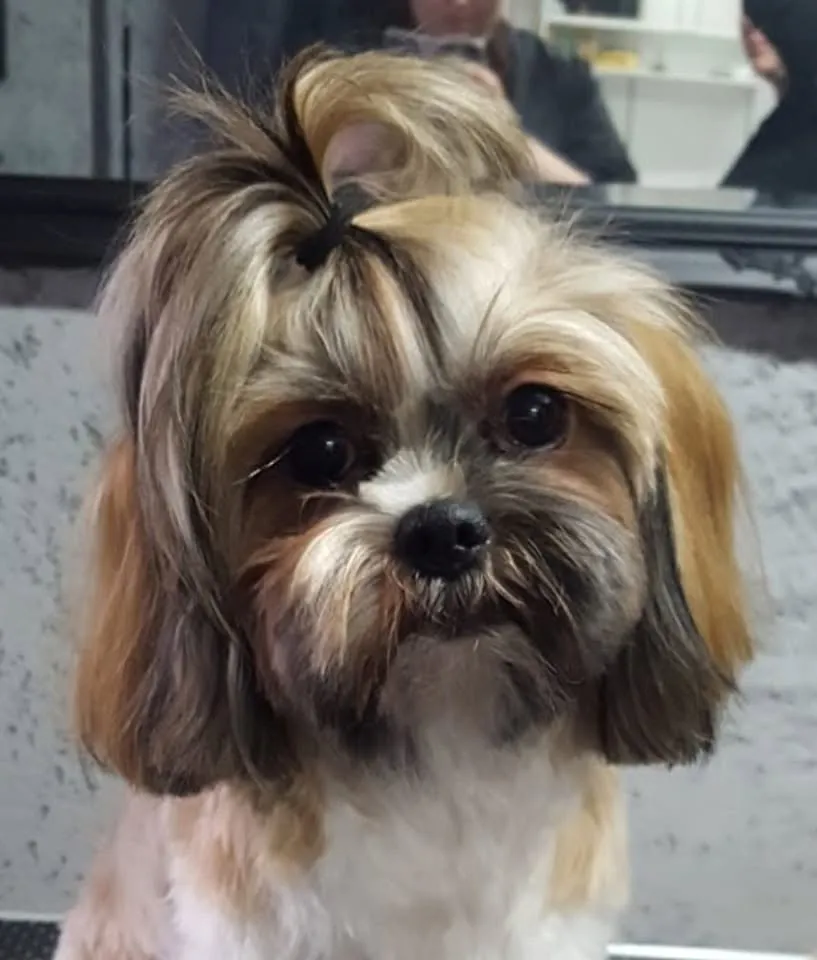 Shih Tzu mit Zopf nach der Fellpflege bei der Hundefriseurin in Rohrdorf